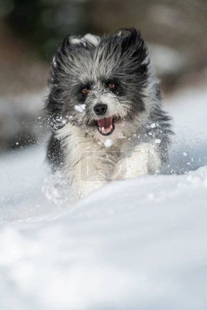 Foto de Lindo perro corriendo en invierno paisaje - Imagen libre de derechos