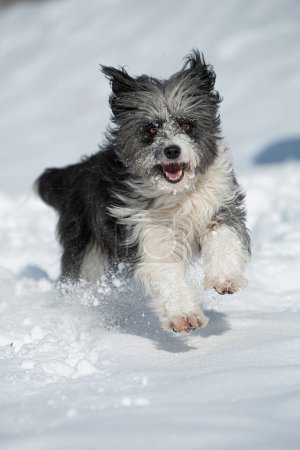 Cute dog running in winter landscape
