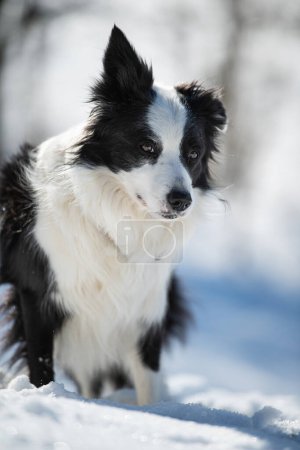 Téléchargez les photos : Frontière collie chien dans le paysage d'hiver - en image libre de droit