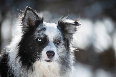 Foto de Frontera collie perro en invierno paisaje - Imagen libre de derechos