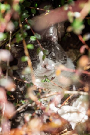 Foto de Gato doméstico acostado en un arbusto en la naturaleza fondo - Imagen libre de derechos