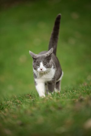 Téléchargez les photos : Jeune chat domestique marchant dans une prairie verte - en image libre de droit