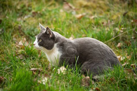 Photo for Young domestic cat in a green meadow - Royalty Free Image