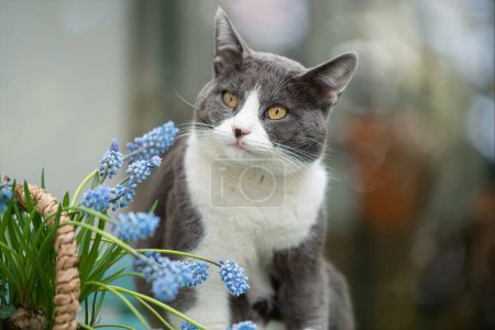 Photo for Domestic cat with grape hyacinths on a garden table - Royalty Free Image