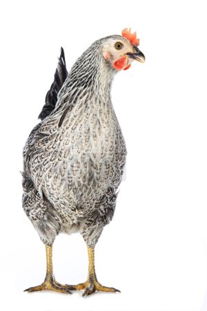 Photo for Sussex hen standing isolated on white background and looking to the camera - Royalty Free Image