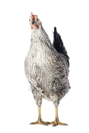 Foto de Sussex gallina de pie aislado sobre fondo blanco y mirando a la cámara - Imagen libre de derechos