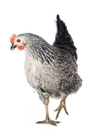 Téléchargez les photos : Sussex hen debout isolé sur fond blanc et regardant vers la caméra - en image libre de droit