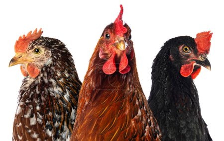 Téléchargez les photos : Trois poules isolées sur blanc regardant vers la caméra - en image libre de droit