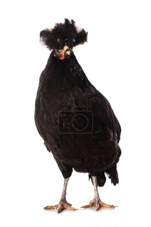 Téléchargez les photos : Poulet à crête noire isolé sur blanc et regardant vers la caméra - en image libre de droit
