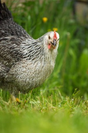 Téléchargez les photos : Sussex poule dans la nature arrière-plan regardant vers la caméra - en image libre de droit