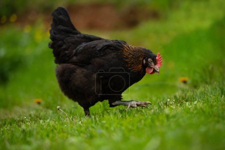 Photo for Marans hen in nature background looking to the camera - Royalty Free Image