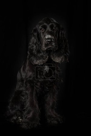 Foto de Cocker spaniel cachorro sobre fondo negro mirando a la cámara - Imagen libre de derechos