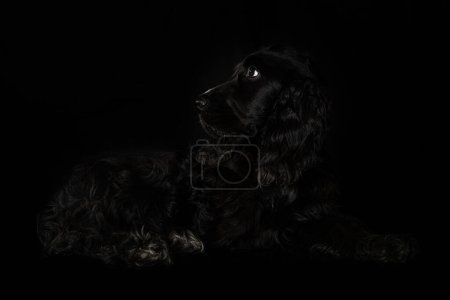Foto de Cocker spaniel cachorro sobre fondo negro mirando a la cámara - Imagen libre de derechos