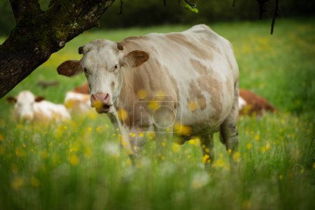 Foto de Vacas en un prado de primavera mirando a la cámara - Imagen libre de derechos