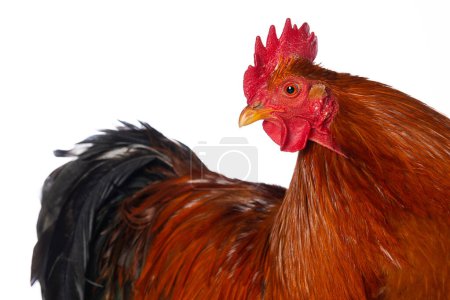 Photo for New hampshire cock isolated on white background looking to the camera - Royalty Free Image
