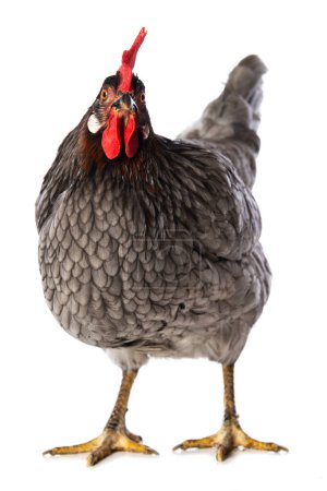 Photo for Grey hen isolated on white background looking to the camera - Royalty Free Image