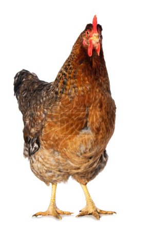 Big hen isolated on white looking to the camera