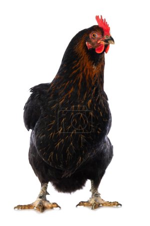 Photo for Black hen isolated on white looking to the camera - Royalty Free Image