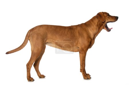 Photo for Broholmer dog isolated on white background looking to the camera - Royalty Free Image