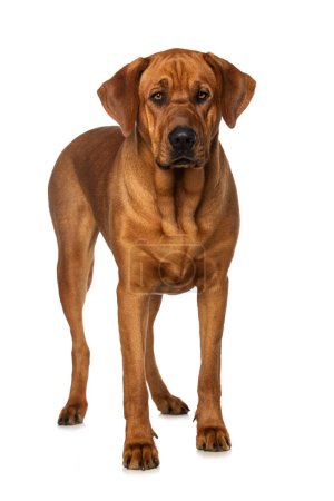 Photo for Broholmer dog isolated on white background looking to the camera - Royalty Free Image