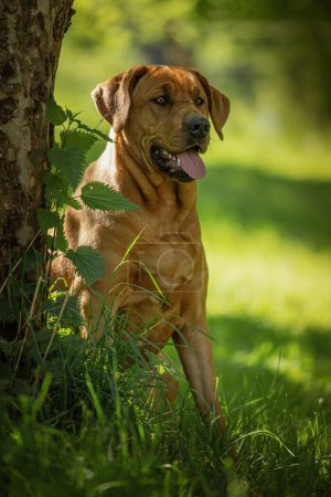 Photo for Broholmer dog in nature background - Royalty Free Image
