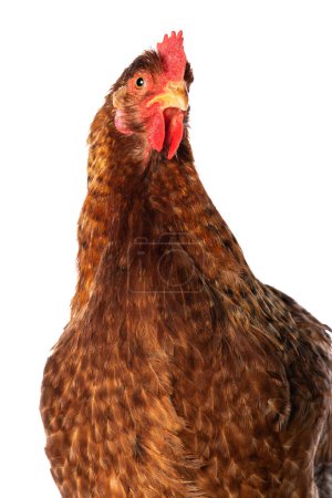 Photo for Hen isolated on white background looking to the camera - Royalty Free Image