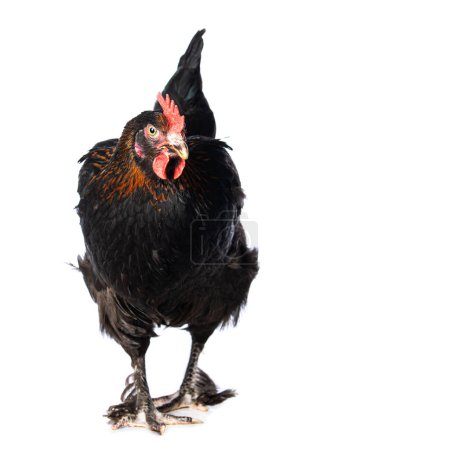 Photo for Marans hen isolated on white background looking to the camera - Royalty Free Image