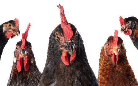Téléchargez les photos : Trois poules isolées sur blanc - en image libre de droit