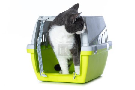 Foto de Lindo gato en una caja de transporte aislado sobre fondo blanco - Imagen libre de derechos