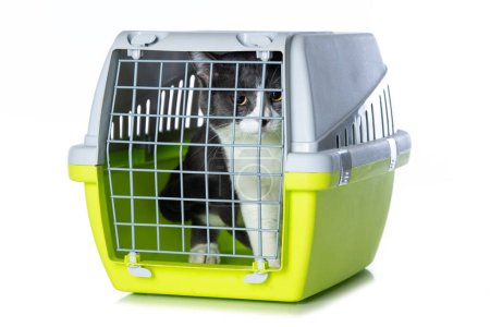 Photo for Cute cat in a transport box isolated on white background - Royalty Free Image
