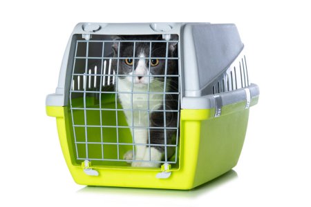 Foto de Lindo gato en una caja de transporte aislado sobre fondo blanco - Imagen libre de derechos