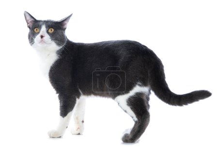 Téléchargez les photos : Mignon chat isolé sur fond blanc - en image libre de droit
