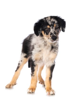 Photo for Old german herding puppy standing isolated on white background and looking to the camera - Royalty Free Image