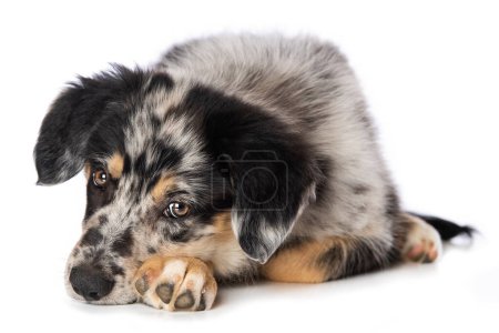 Photo for Old german herding puppy lying isolated on white background - Royalty Free Image