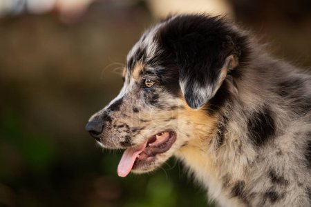 Foto de Retrato de un viejo cachorro de perro pastor alemán - Imagen libre de derechos