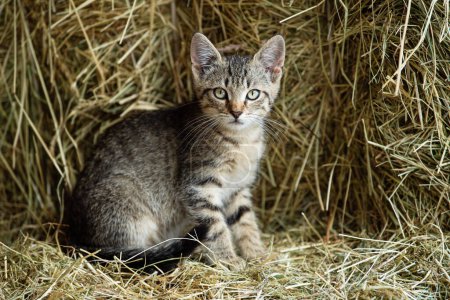 Photo for Tabby kitten on a farm - Royalty Free Image