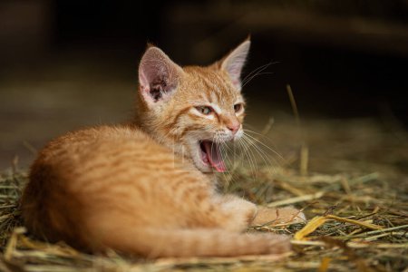 Foto de Rojo tabby gatito en un granja buscando - Imagen libre de derechos