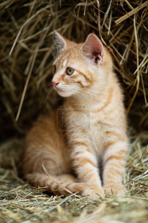 Photo for Red tabby kitten on a farm looking - Royalty Free Image