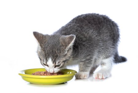 Téléchargez les photos : Mignon chaton tabby avec bol de nourriture isolé sur fond blanc - en image libre de droit