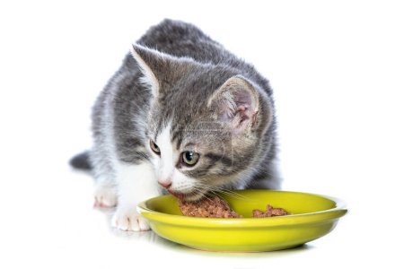 Téléchargez les photos : Mignon chaton tabby avec bol de nourriture isolé sur fond blanc - en image libre de droit