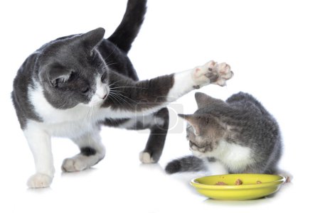 Téléchargez les photos : Deux chats avec bol à nourriture - en image libre de droit