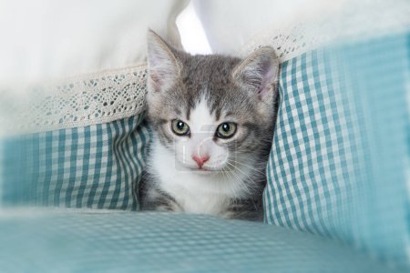 Téléchargez les photos : Mignon chaton tabby sur un oreiller regardant vers la caméra - en image libre de droit