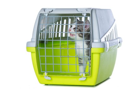 Téléchargez les photos : Mignon chaton tabby dans une boîte de transport regardant isolé sur blanc - en image libre de droit