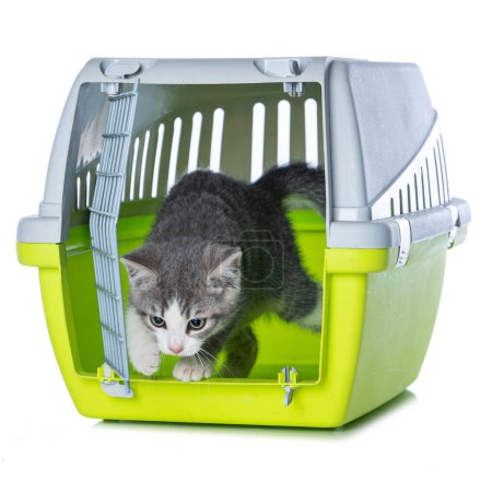 Téléchargez les photos : Mignon chaton tabby dans une boîte de transport regardant isolé sur blanc - en image libre de droit