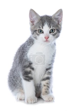 Téléchargez les photos : Mignon chaton tabby isolé sur blanc regardant vers la caméra - en image libre de droit