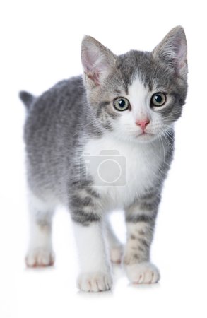 Téléchargez les photos : Mignon chaton tabby isolé sur blanc regardant vers la caméra - en image libre de droit