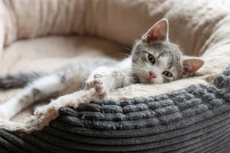 Téléchargez les photos : Chaton mignon couché dans un lit de chat - en image libre de droit