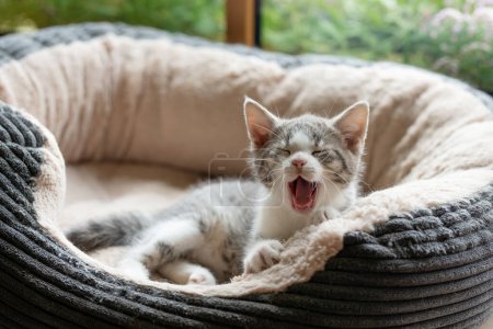 Téléchargez les photos : Chaton mignon couché dans un lit de chat - en image libre de droit