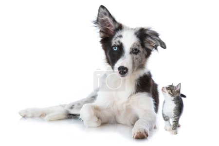 Foto de Young border collie dog y un gatito aislado en blanco - Imagen libre de derechos