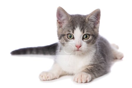 Téléchargez les photos : Mignon chaton tabby sur fond blanc - en image libre de droit